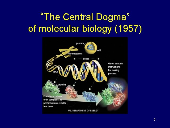 “The Central Dogma” of molecular biology (1957) 5 “The Central Dogma” of molecular biology (1957) 5