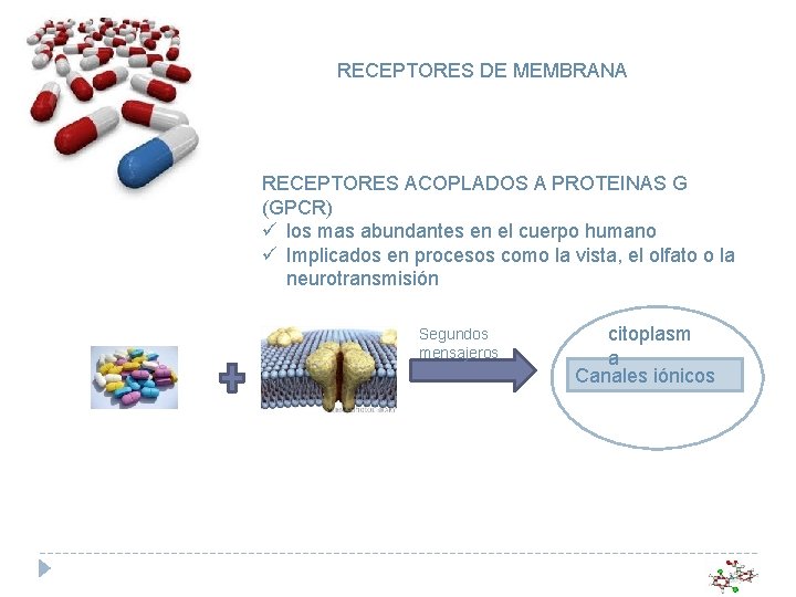 RECEPTORES DE MEMBRANA RECEPTORES ACOPLADOS A PROTEINAS G (GPCR) ü los mas abundantes en RECEPTORES DE MEMBRANA RECEPTORES ACOPLADOS A PROTEINAS G (GPCR) ü los mas abundantes en