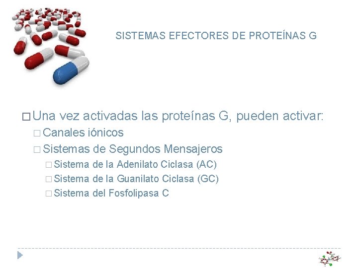 SISTEMAS EFECTORES DE PROTEÍNAS G � Una vez activadas las proteínas G, pueden activar: