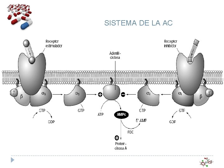 SISTEMA DE LA AC 