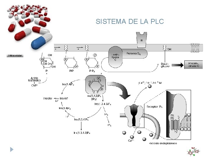 SISTEMA DE LA PLC SISTEMA DE LA PLC