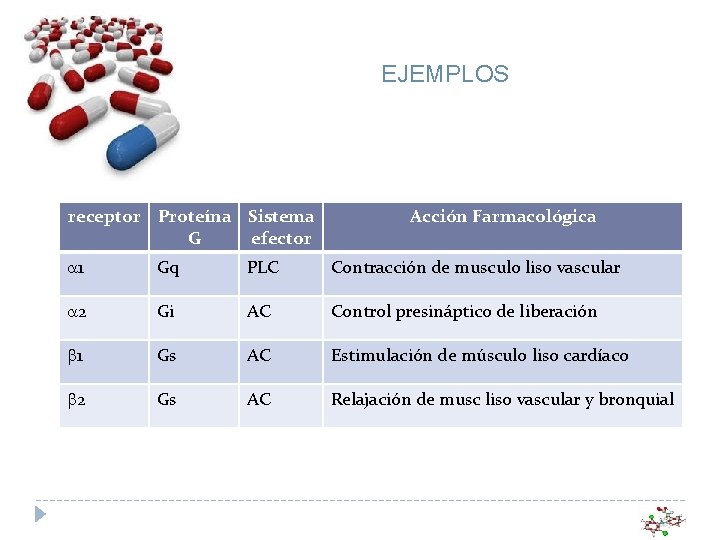 EJEMPLOS receptor Proteína Sistema G efector Acción Farmacológica a 1 Gq PLC Contracción de EJEMPLOS receptor Proteína Sistema G efector Acción Farmacológica a 1 Gq PLC Contracción de