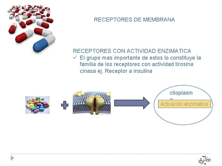 RECEPTORES DE MEMBRANA RECEPTORES CON ACTIVIDAD ENZIMATICA ü El grupo mas importante de estos