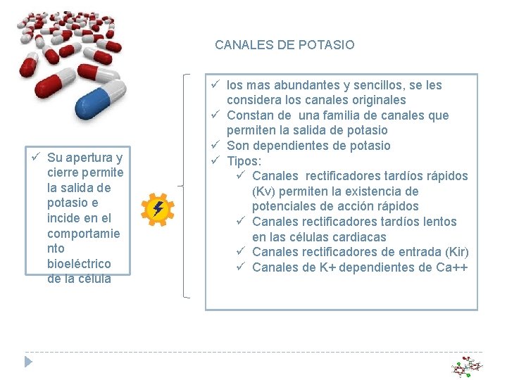 CANALES DE POTASIO ü Su apertura y cierre permite la salida de potasio e