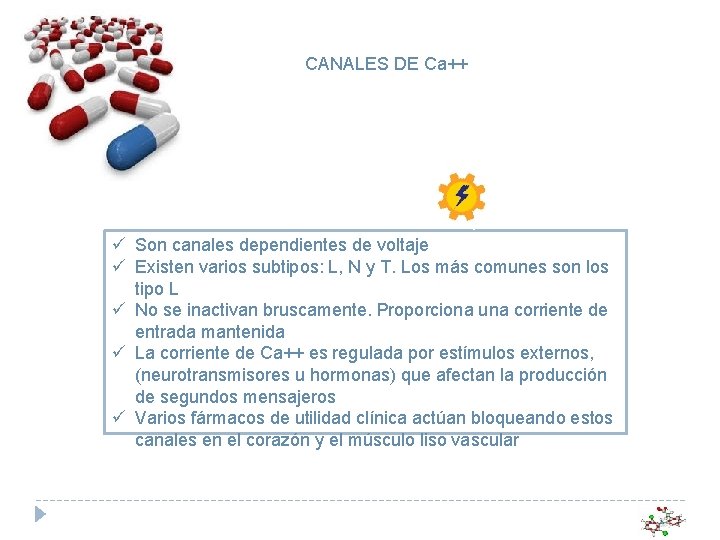 CANALES DE Ca++ ü Son canales dependientes de voltaje ü Existen varios subtipos: L,