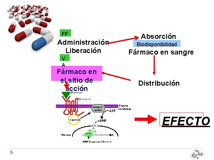 FF Administración Liberación V A Fármaco en el sitio de acción Absorción Biodisponibilidad Fármaco