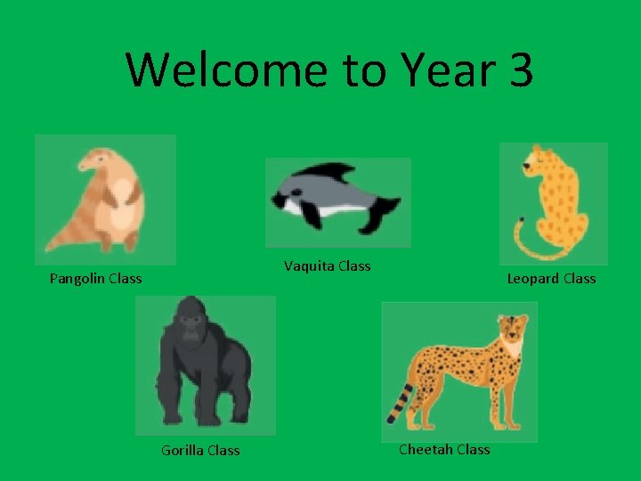 Welcome to Year 3 Vaquita Class Pangolin Class Gorilla Class Leopard Class Cheetah Class