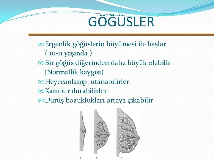 GÖĞÜSLER Ergenlik göğüslerin büyümesi ile başlar ( 10 -11 yaşında ) Bir göğüs diğerinden