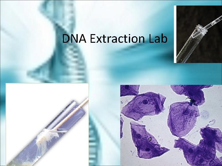 DNA Extraction Lab 
