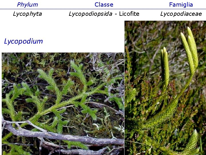Phylum Classe Famiglia Lycophyta Lycopodiopsida - Licofite Lycopodiaceae Lycopodium 