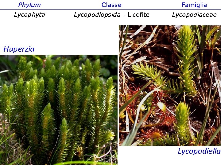 Phylum Classe Famiglia Lycophyta Lycopodiopsida - Licofite Lycopodiaceae Huperzia Lycopodiella 