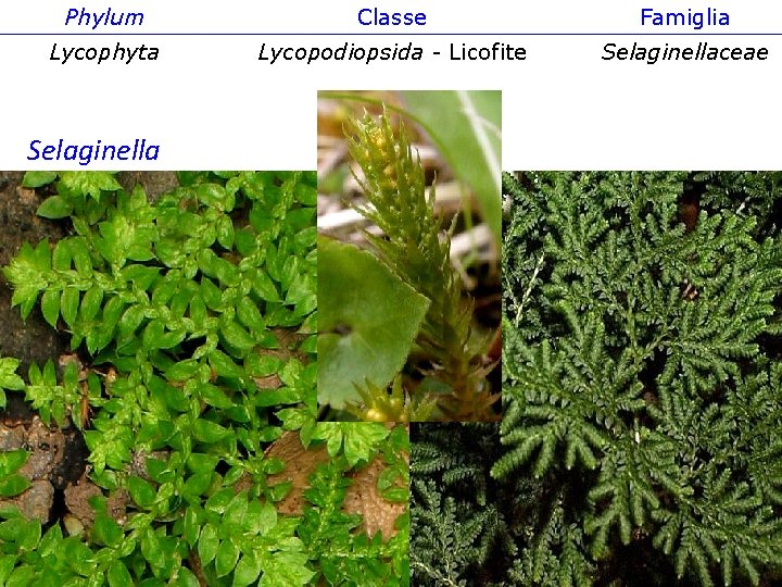 Phylum Classe Famiglia Lycophyta Lycopodiopsida - Licofite Selaginellaceae Selaginella 
