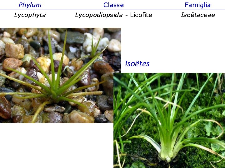 Phylum Classe Famiglia Lycophyta Lycopodiopsida - Licofite Isoëtaceae Isoëtes 