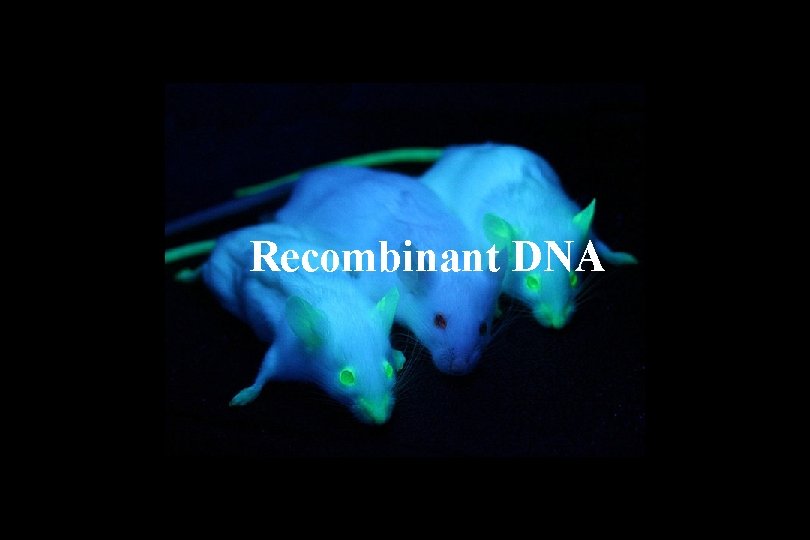 Recombinant DNA 