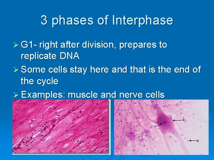3 phases of Interphase Ø G 1 - right after division, prepares to replicate 3 phases of Interphase Ø G 1 - right after division, prepares to replicate