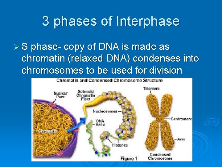 3 phases of Interphase Ø S phase- copy of DNA is made as chromatin