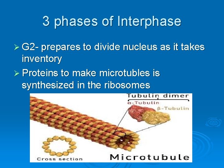 3 phases of Interphase Ø G 2 - prepares to divide nucleus as it