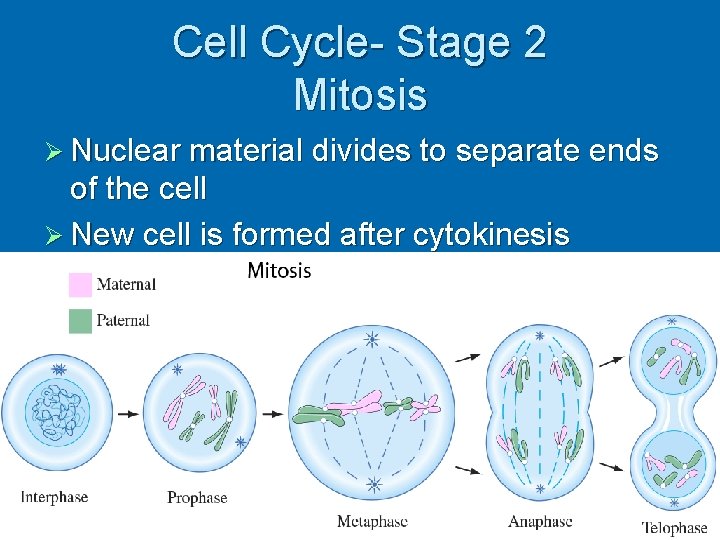 Cell Cycle- Stage 2 Mitosis Ø Nuclear material divides to separate ends of the