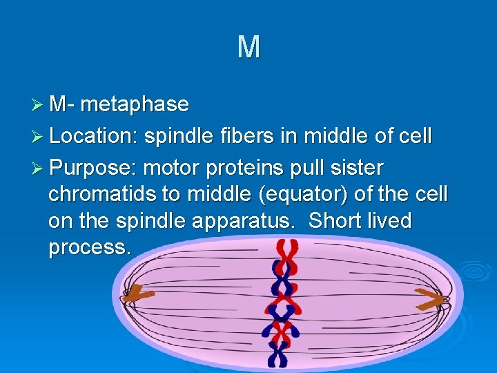 M Ø M- metaphase Ø Location: spindle fibers in middle of cell Ø Purpose: