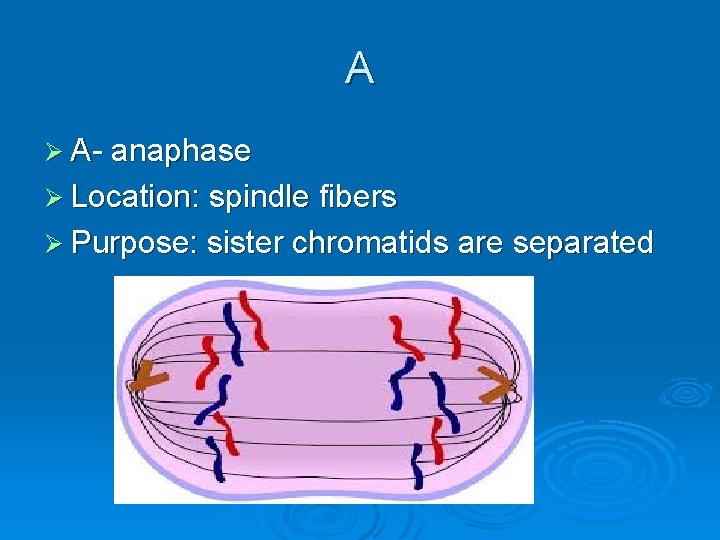 A Ø A- anaphase Ø Location: spindle fibers Ø Purpose: sister chromatids are separated A Ø A- anaphase Ø Location: spindle fibers Ø Purpose: sister chromatids are separated