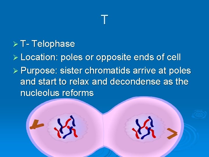 T Ø T- Telophase Ø Location: poles or opposite ends of cell Ø Purpose: