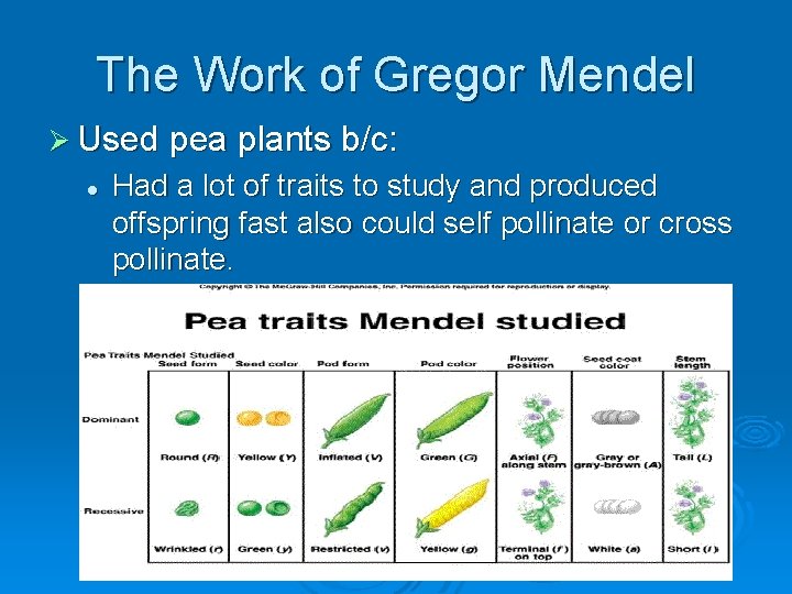 The Work of Gregor Mendel Ø Used pea plants b/c: l Had a lot