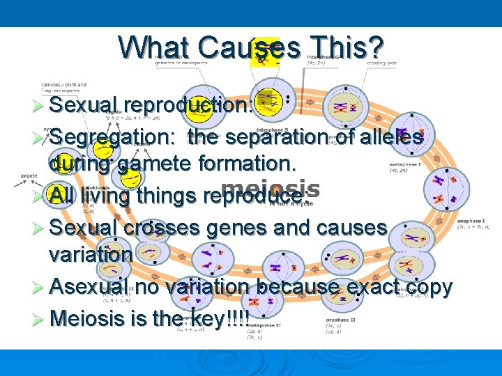 What Causes This? Ø Sexual reproduction: Ø Segregation: the separation of alleles during gamete