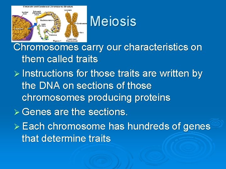 Meiosis Chromosomes carry our characteristics on them called traits Ø Instructions for those traits