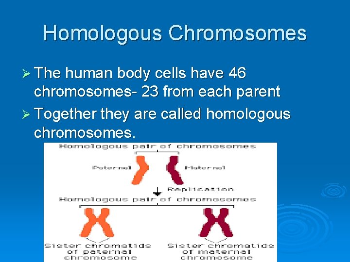 Homologous Chromosomes Ø The human body cells have 46 chromosomes- 23 from each parent