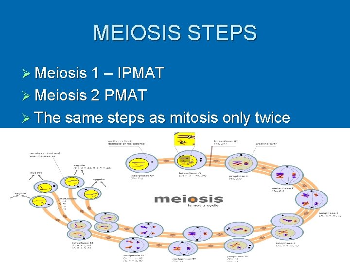 MEIOSIS STEPS Ø Meiosis 1 – IPMAT Ø Meiosis 2 PMAT Ø The same