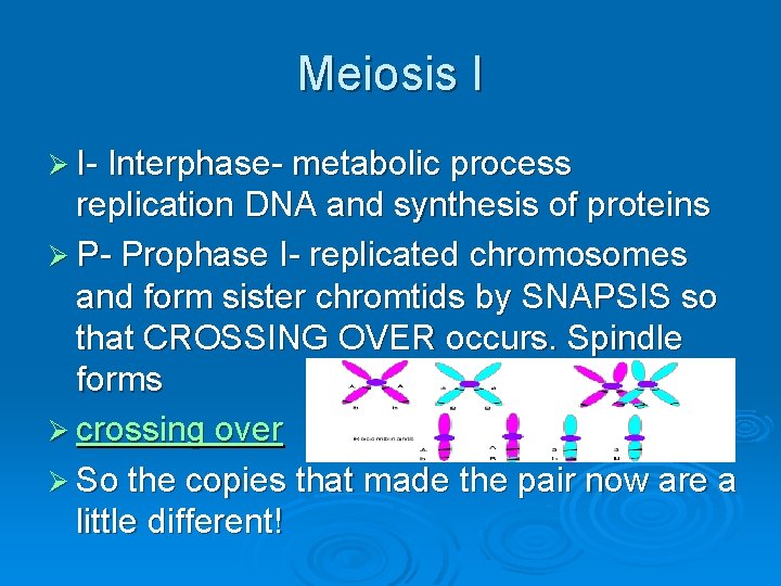 Meiosis I Ø I- Interphase- metabolic process replication DNA and synthesis of proteins Ø Meiosis I Ø I- Interphase- metabolic process replication DNA and synthesis of proteins Ø