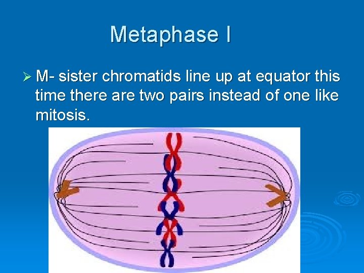 Metaphase I Ø M- sister chromatids line up at equator this time there are