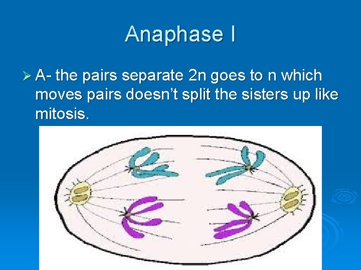 Anaphase I Ø A- the pairs separate 2 n goes to n which moves