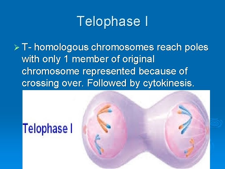Telophase I Ø T- homologous chromosomes reach poles with only 1 member of original Telophase I Ø T- homologous chromosomes reach poles with only 1 member of original