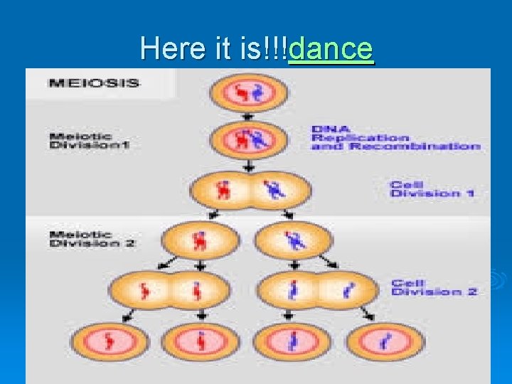 Here it is!!!dance Here it is!!!dance