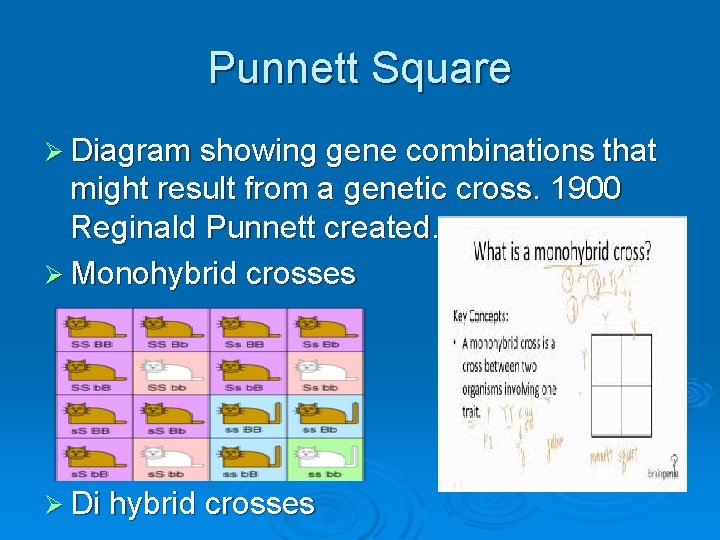 Punnett Square Ø Diagram showing gene combinations that might result from a genetic cross.