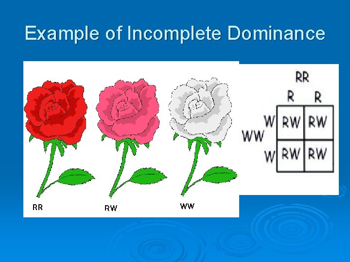 Example of Incomplete Dominance 