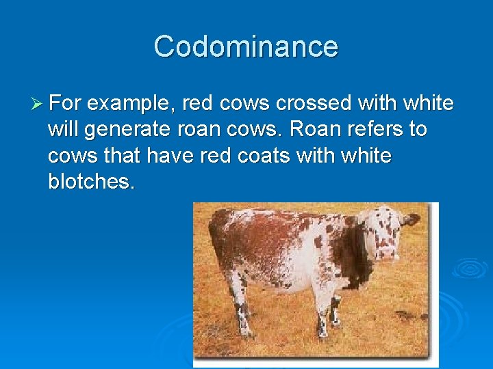 Codominance Ø For example, red cows crossed with white will generate roan cows. Roan