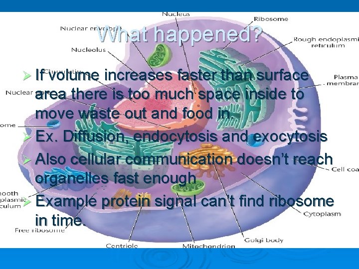 What happened? Ø If volume increases faster than surface area there is too much