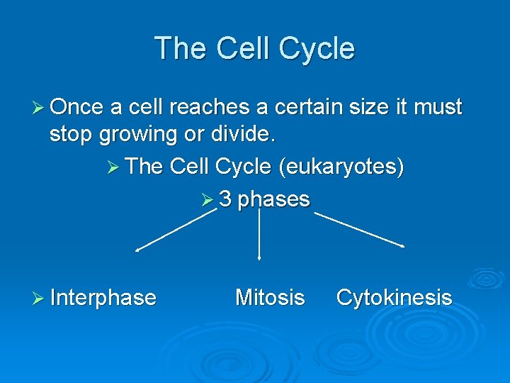 The Cell Cycle Ø Once a cell reaches a certain size it must stop