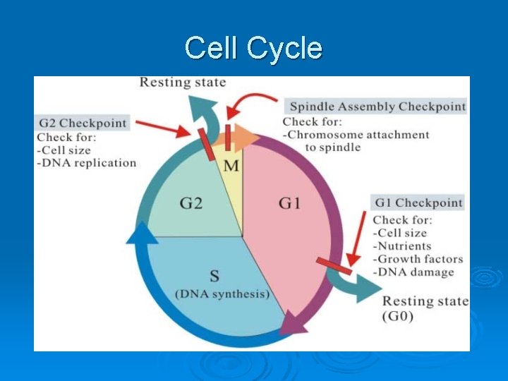 Cell Cycle 