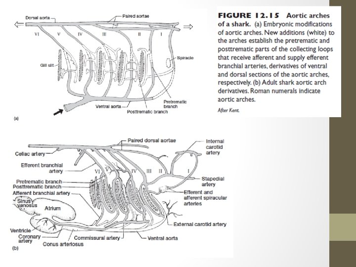 Comparative anatomy structural organization of aortic arches in