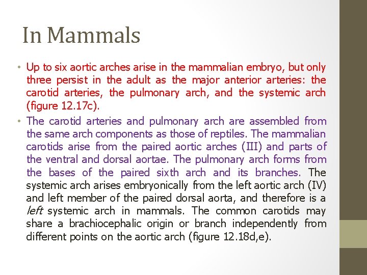 Comparative anatomy structural organization of aortic arches in