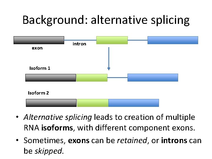 Background: alternative splicing exon intron Isoform 1 Isoform 2 • Alternative splicing leads to
