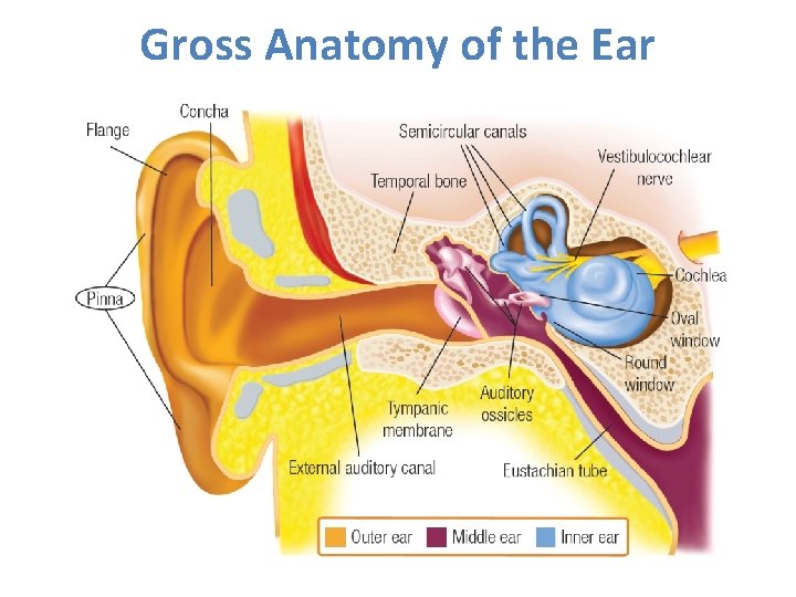Gross Anatomy of the Ear 