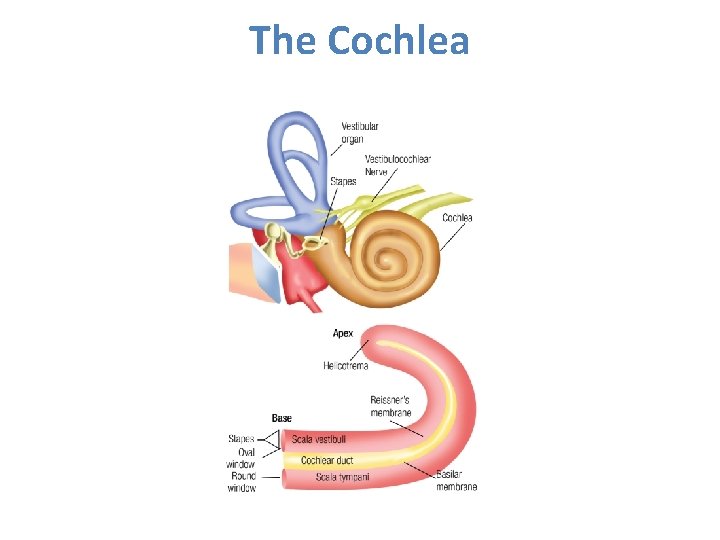 The Cochlea 