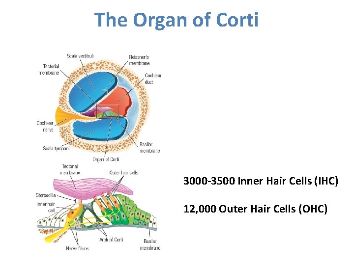 The Organ of Corti 3000 -3500 Inner Hair Cells (IHC) 12, 000 Outer Hair