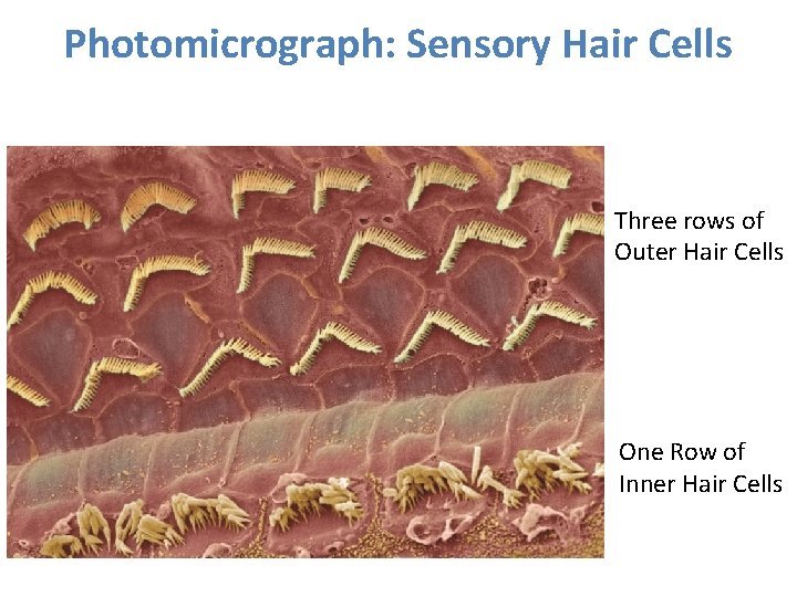 Photomicrograph: Sensory Hair Cells Three rows of Outer Hair Cells One Row of Inner