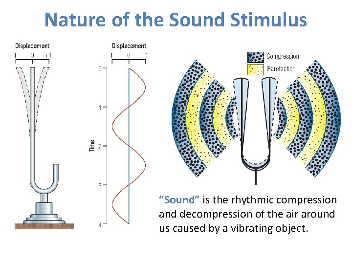 Nature of the Sound Stimulus “Sound” is the rhythmic compression and decompression of the