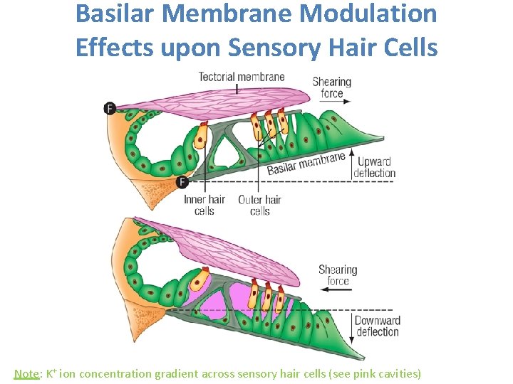 Basilar Membrane Modulation Effects upon Sensory Hair Cells Note: K+ ion concentration gradient across